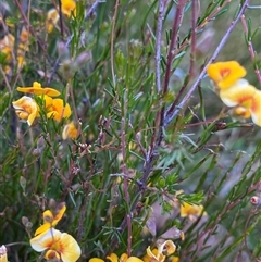 Dillwynia palustris at Jagumba, NSW - 22 Dec 2024