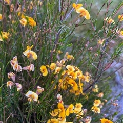 Dillwynia palustris at Jagumba, NSW - 22 Dec 2024