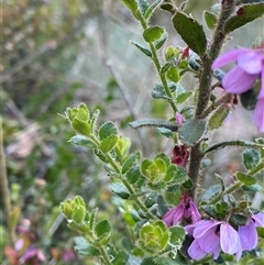 Tetratheca labillardierei (Glandular Pink-bells) at Jagumba, NSW - 23 Dec 2024 by NedJohnston