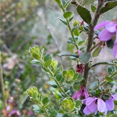 Tetratheca labillardierei (Glandular Pink-bells) at Jagumba, NSW - 23 Dec 2024 by NedJohnston