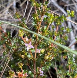 Boronia algida at Jagungal Wilderness, NSW - 23 Dec 2024