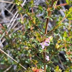 Boronia algida at Jagungal Wilderness, NSW - 23 Dec 2024