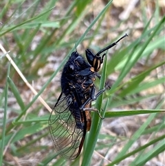 Yoyetta subalpina (Subalpine Firetail Cicada) at Jagungal Wilderness, NSW - 22 Dec 2024 by NedJohnston