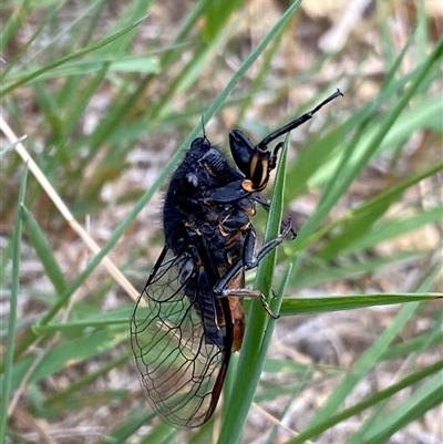 Yoyetta subalpina (Subalpine Firetail Cicada) at Jagungal Wilderness, NSW - 23 Dec 2024 by NedJohnston