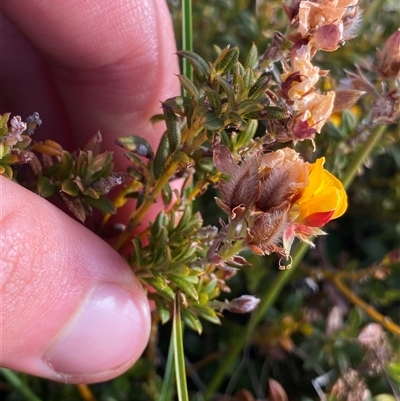 Pultenaea at Jagumba, NSW - 22 Dec 2024 by NedJohnston