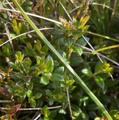 Oxylobium ellipticum at Jagumba, NSW - 22 Dec 2024 05:05 PM