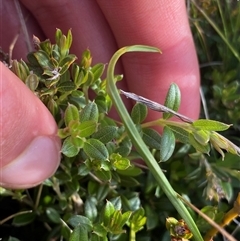 Oxylobium ellipticum at Jagumba, NSW - 22 Dec 2024 05:05 PM