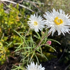 Leucochrysum albicans subsp. tricolor at Jagumba, NSW - 22 Dec 2024 by NedJohnston