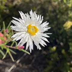 Coronidium waddelliae at Jagumba, NSW - 22 Dec 2024