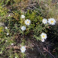 Coronidium waddelliae at Jagumba, NSW - 22 Dec 2024