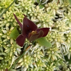 Chiloglottis valida (Large Bird Orchid) at Jagumba, NSW - 22 Dec 2024 by NedJohnston
