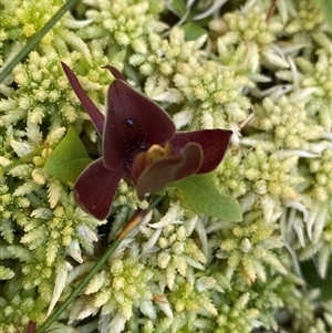 Chiloglottis valida at Jagumba, NSW - 22 Dec 2024