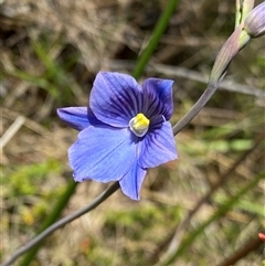 Thelymitra cyanea (Veined Sun Orchid) at Broken Dam, NSW - 22 Dec 2024 by NedJohnston