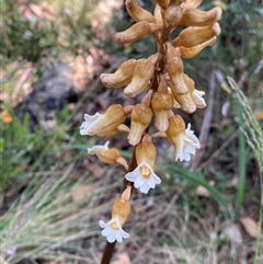 Gastrodia procera (Tall Potato Orchid) at Broken Dam, NSW - 22 Dec 2024 by NedJohnston