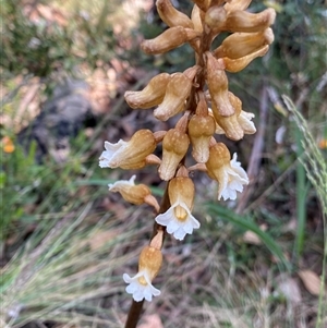 Gastrodia procera at Broken Dam, NSW - 22 Dec 2024