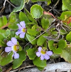 Scaevola hookeri (Creeping Fanflower) at Jagumba, NSW - 22 Dec 2024 by NedJohnston