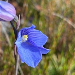 Thelymitra cyanea (Veined Sun Orchid) at Jagungal Wilderness, NSW - 22 Dec 2024 by NedJohnston