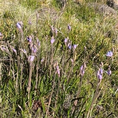 Thelymitra cyanea at Jagungal Wilderness, NSW - 22 Dec 2024