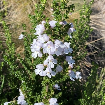 Prostanthera cuneata (Alpine Mint Bush) at Jagungal Wilderness, NSW - 22 Dec 2024 by NedJohnston