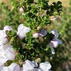 Prostanthera cuneata at Jagungal Wilderness, NSW - 22 Dec 2024