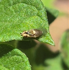 Chloromerus sp. (Chloropid fly) at Bungendore, NSW - 25 Dec 2024 by clarehoneydove