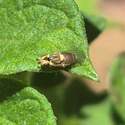 Chloromerus sp. (Chloropid fly) at Bungendore, NSW - 25 Dec 2024 by clarehoneydove