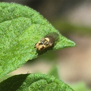 Chloromerus sp. at suppressed - suppressed