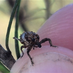 Orthorhinus klugii at Bungendore, NSW - suppressed