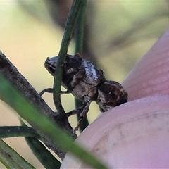 Orthorhinus klugii at Bungendore, NSW - suppressed