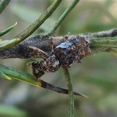 Orthorhinus klugii at Bungendore, NSW - suppressed