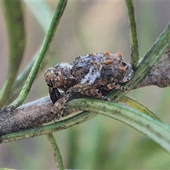 Orthorhinus klugii at Bungendore, NSW - suppressed