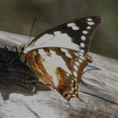 Charaxes sempronius (Tailed Emperor) at Kambah, ACT - 27 Dec 2024 by JohnBundock