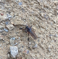 Neoaratus hercules (Herculean Robber Fly) at Kambah, ACT - 27 Dec 2024 by JillianM