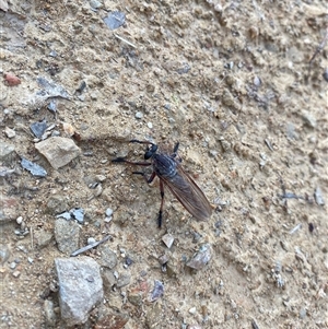 Neoaratus hercules at Kambah, ACT - 27 Dec 2024