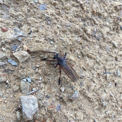 Neoaratus hercules (Herculean Robber Fly) at Kambah, ACT - 27 Dec 2024 by JillianM