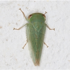 Batracomorphus sp. (genus) (An Iassinae leafhopper) at Melba, ACT - 22 Dec 2024 by kasiaaus