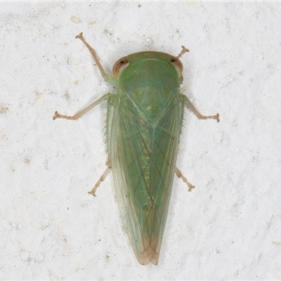 Rosopaella leurensis (A leafhopper) at Melba, ACT - 22 Dec 2024 by kasiaaus