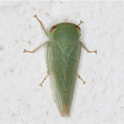 Batracomorphus sp. (genus) (An Iassinae leafhopper) at Melba, ACT - 22 Dec 2024 by kasiaaus