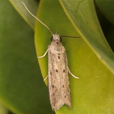 Phycitodes melanosticta (A Pyralid moth (Phycitinae) at Melba, ACT - 23 Dec 2024 by kasiaaus