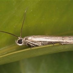 Phycitodes melanosticta at Melba, ACT - 23 Dec 2024