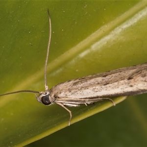 Phycitodes melanosticta at Melba, ACT - 23 Dec 2024