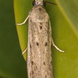 Phycitodes melanosticta at Melba, ACT - 23 Dec 2024