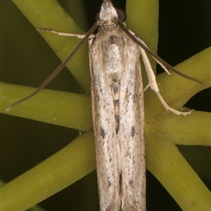 Phycitodes melanosticta at Melba, ACT - 23 Dec 2024