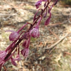 Dipodium punctatum (Blotched Hyacinth Orchid) at Kambah, ACT - 26 Dec 2024 by JohnBundock