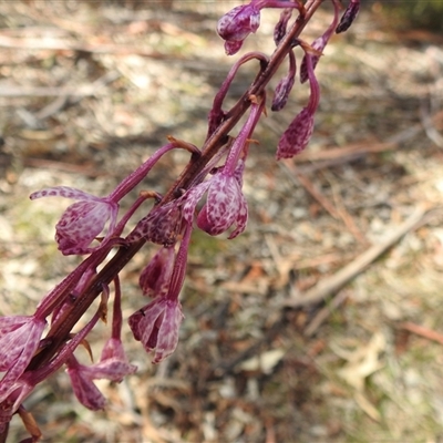 Dipodium punctatum (Blotched Hyacinth Orchid) at Kambah, ACT - 27 Dec 2024 by JohnBundock