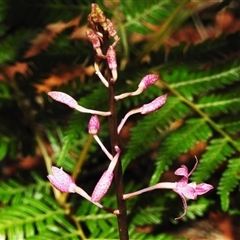 Dipodium roseum (Rosy Hyacinth Orchid) at Paddys River, ACT - 27 Dec 2024 by JohnBundock