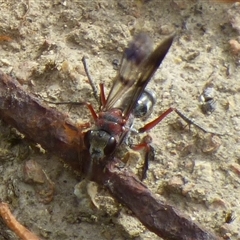Psoropempula sp. (genus) (A spider wasp) at Lenah Valley, TAS - 27 Dec 2024 by VanessaC