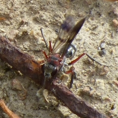 Psoropempula sp. (genus) at Lenah Valley, TAS - 27 Dec 2024 by VanessaC