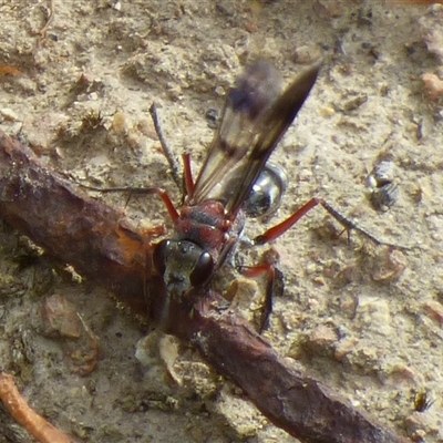 Psoropempula sp. (genus) (A spider wasp) at Lenah Valley, TAS - 27 Dec 2024 by VanessaC