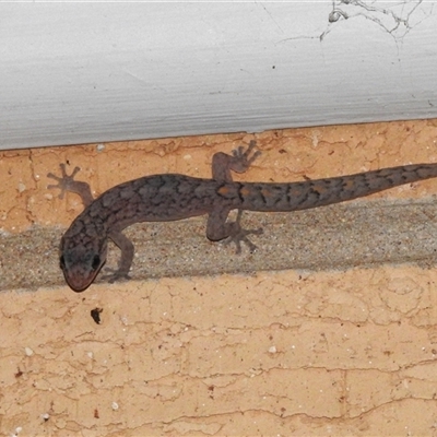 Christinus marmoratus (Southern Marbled Gecko) at Wanniassa, ACT - 26 Dec 2024 by JohnBundock